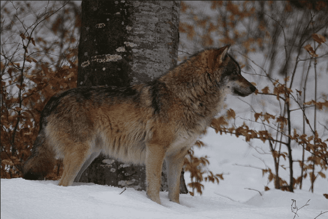 Eurasian wolf Eurasian Wolf 3png