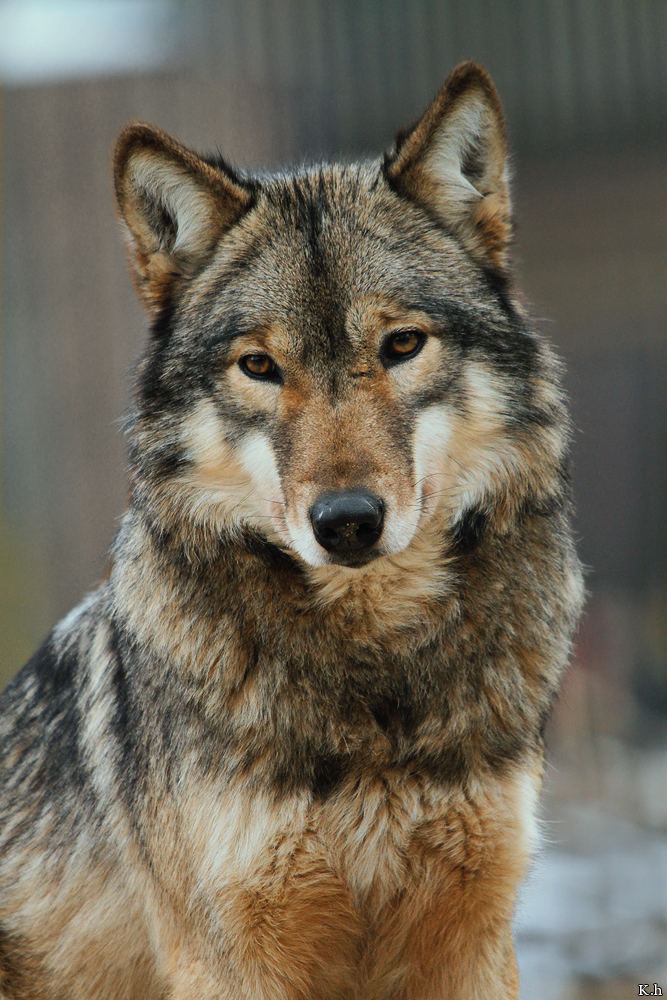 Eurasian Wolf