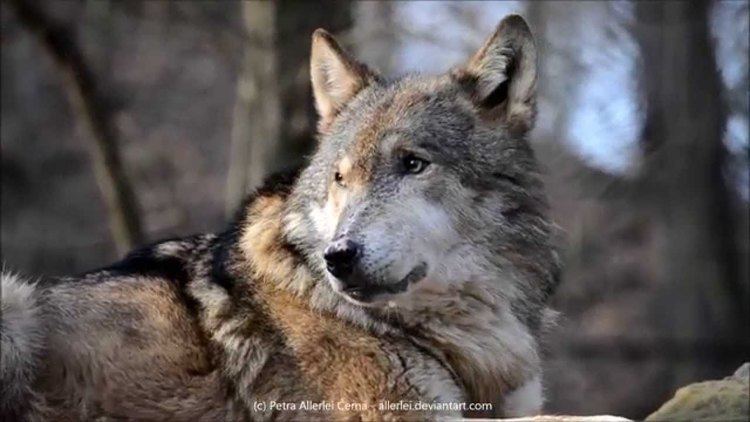 Eurasian wolf Eurasian wolf howling YouTube