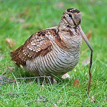 Eurasian woodcock httpsuploadwikimediaorgwikipediacommonsthu