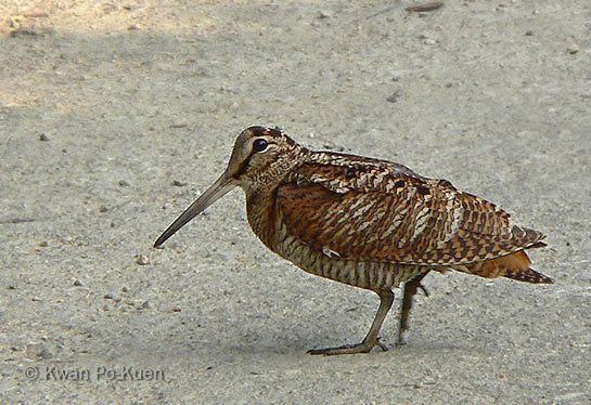 Eurasian woodcock Oriental Bird Club Image Database Eurasian Woodcock Scolopax