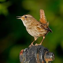 Eurasian wren httpsuploadwikimediaorgwikipediacommonsthu