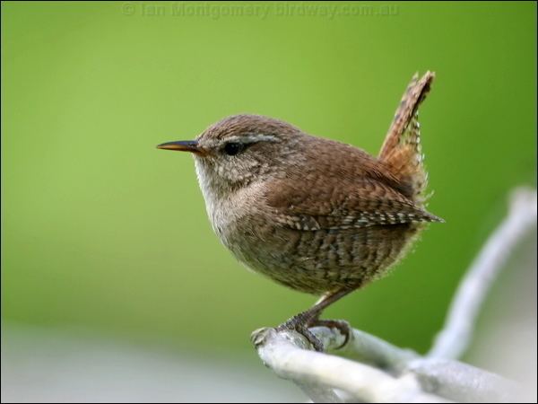 Eurasian wren Eurasian Wren photo image 2 of 8 by Ian Montgomery at birdwaycomau