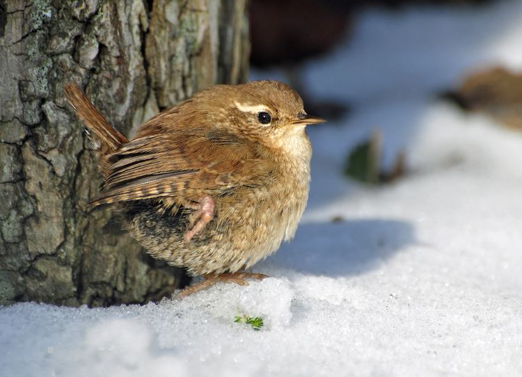 Eurasian wren Eurasian Wren Up until this weekend I never had the illusi Flickr