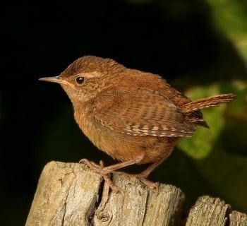 Eurasian wren Eurasian Wren BirdForum Opus