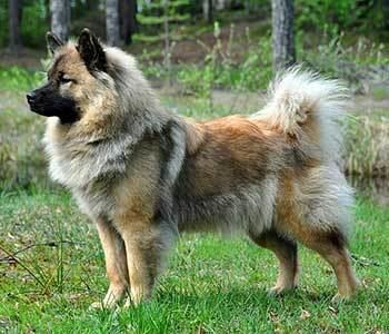 Eurasier Eurasier Breed Info Characteristics Therapy Dog