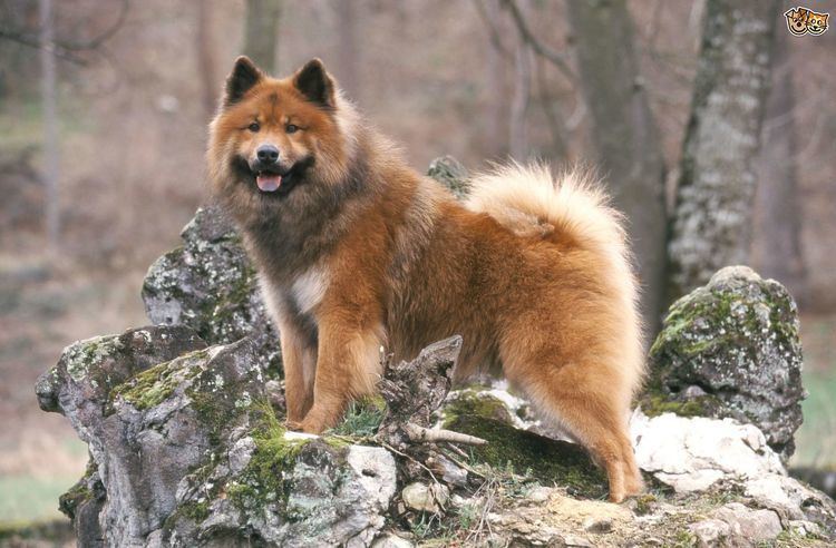 Eurasier Eurasier Dog Breed Information Facts Photos Care Pets4Homes