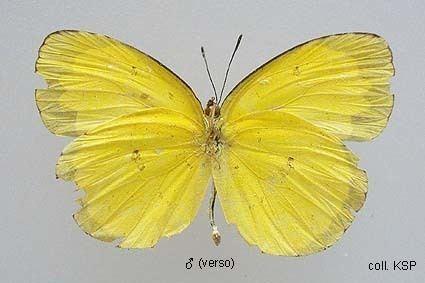 Eurema alitha wwwpapuainsectsnlinsect20ordersLepidopteraP