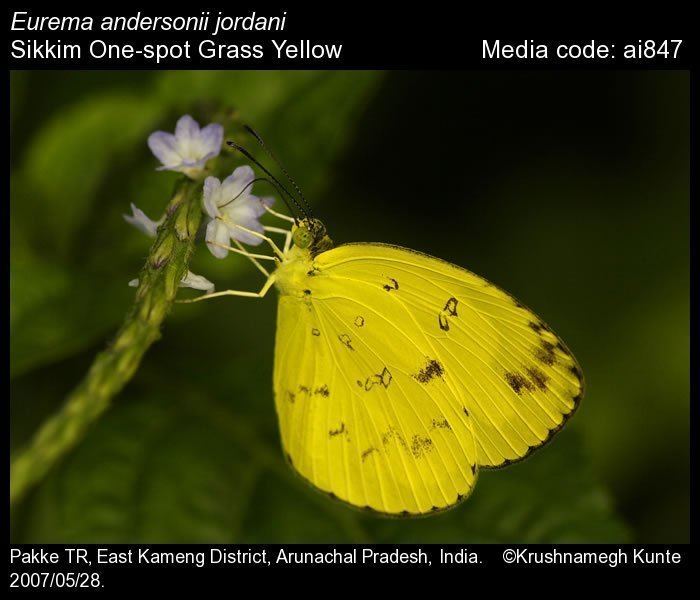 Eurema andersonii Eurema andersoni Onespot Grass Yellow Butterflies of India