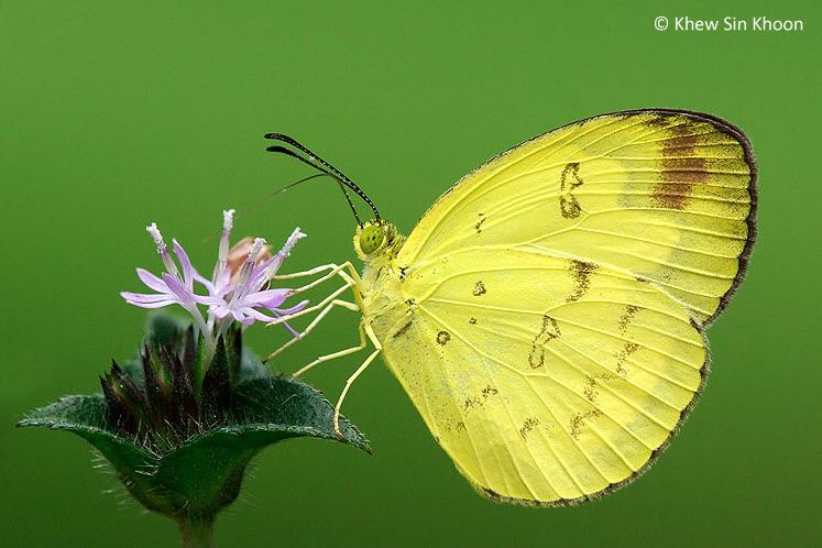 Eurema andersonii ButterflyCircle Checklist
