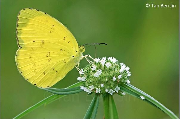Eurema blanda ButterflyCircle Checklist