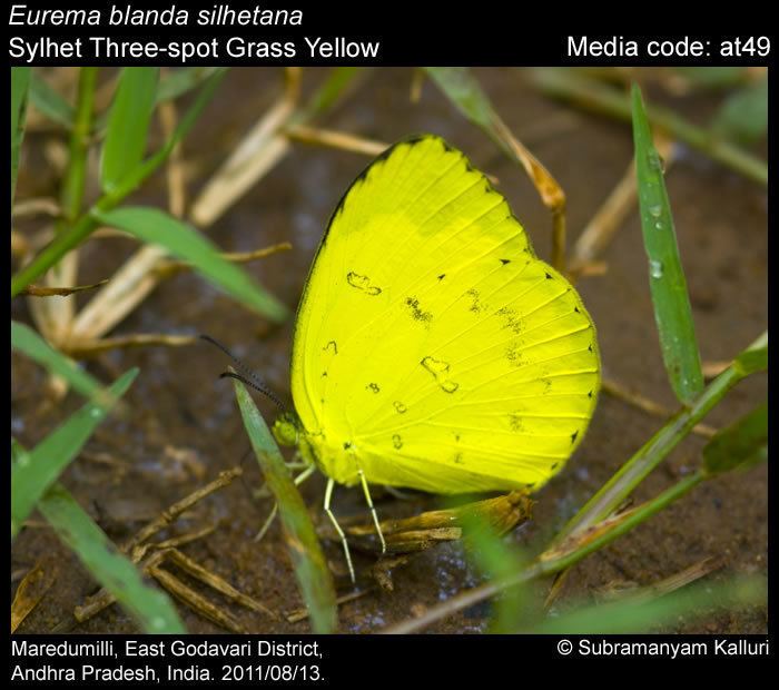 Eurema blanda Eurema blanda Threespot Grass Yellow Butterflies of India
