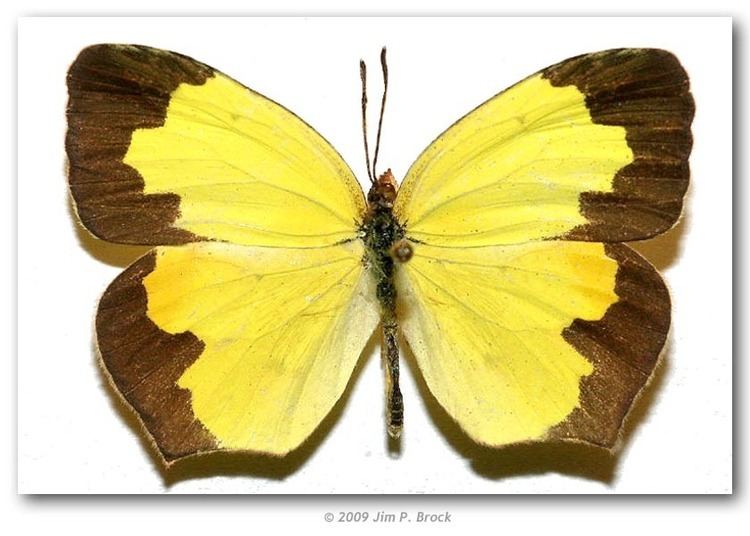 Eurema boisduvaliana butterfliesofamericacomimagesPieridaeColiadina