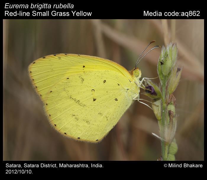 Eurema brigitta Eurema brigitta Small Grass Yellow Butterflies of India