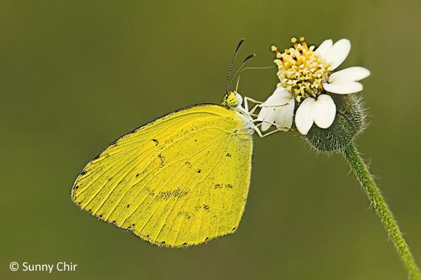 Eurema brigitta ButterflyCircle Checklist