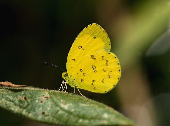 Eurema hecabe Butterflies of India Eurema hecabe