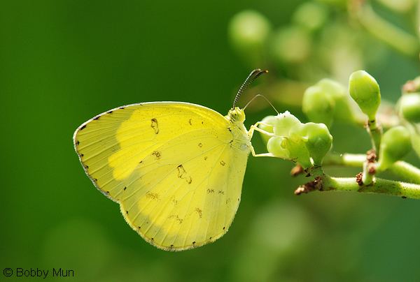 Eurema hecabe ButterflyCircle Checklist