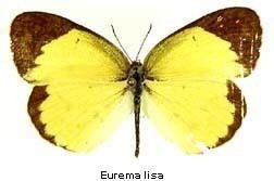 Eurema lisa Eurema lisa Little Sulfur Discover Life