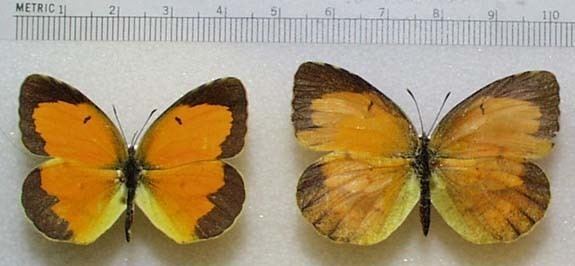 Eurema nicippe Sleepy Orange Butterflies Eurema nicippe The Firefly Forest