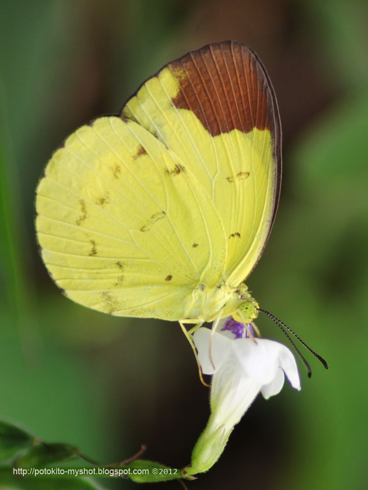 Eurema sari Chocolate Grass Yellow Butterfly Eurema sari sodalis