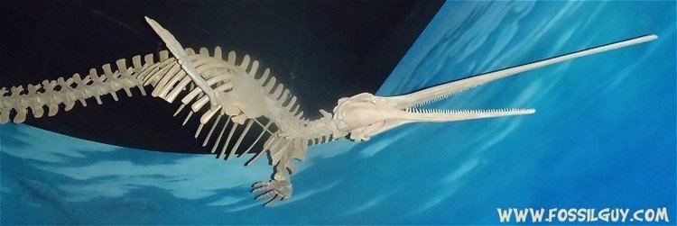 Eurhinodelphis Eurhinodelphis The LongSnouted Dolphin A common Miocene Marine