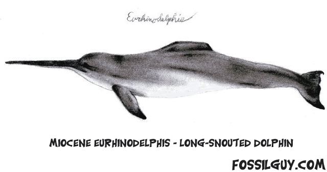 Eurhinodelphis Eurhinodelphis The LongSnouted Dolphin A common Miocene Marine