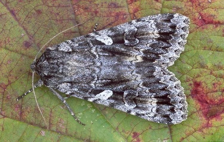 Eurois occulta Great Brocade Eurois occulta UKMoths