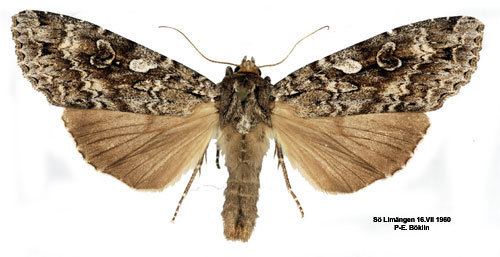 Eurois occulta Eurois occultus Insecta Lepidoptera Noctuidae