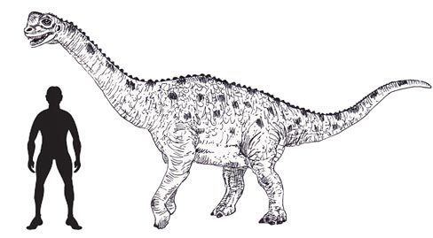 Europasaurus Skull Study of Europasaurus Fossils Throws Up Jurassic Puzzle