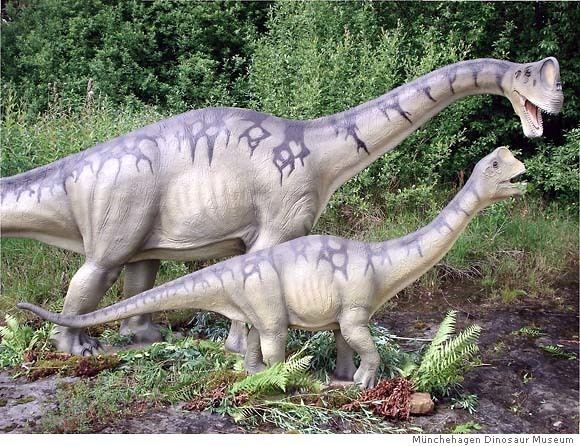 Europasaurus Europasaurus holgeri the Smallest Giant Living the Scientific