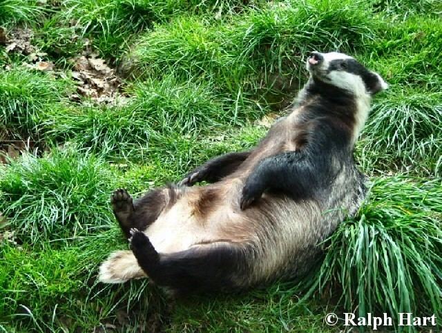 European badger Wildlife Online Natural History of the European Badger