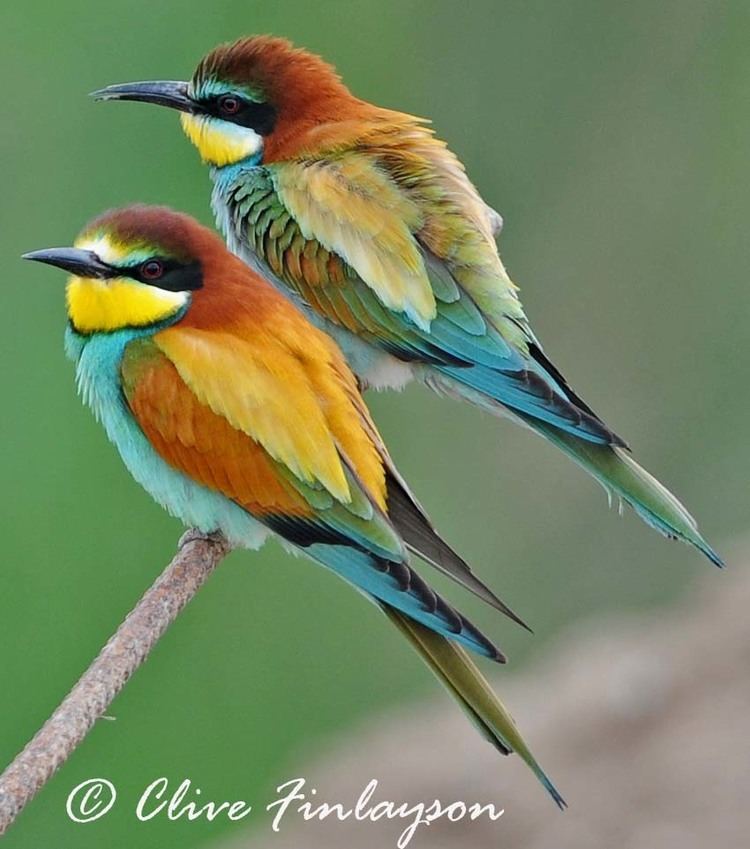 European bee-eater 1000 images about Birds European Bee Eater on Pinterest Sri