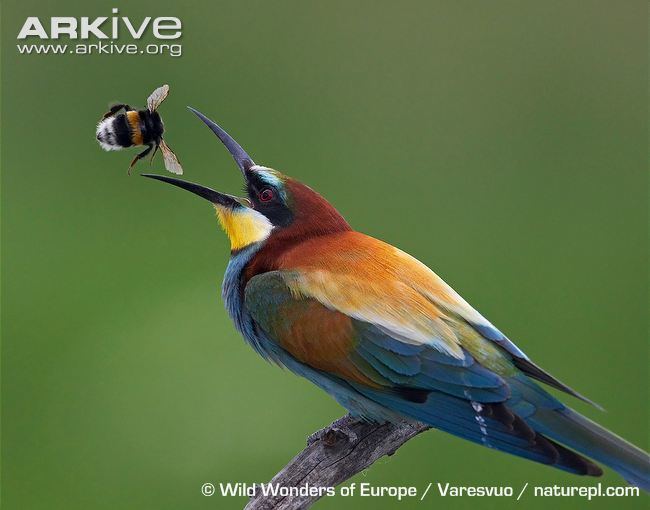 European bee-eater European beeeater videos photos and facts Merops apiaster ARKive