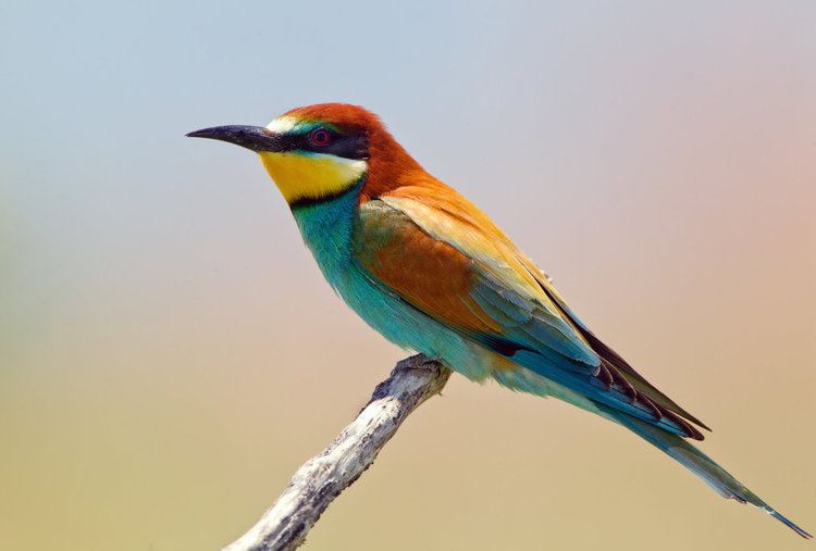 European bee-eater European BeeEater Notes on a Spanish Valley