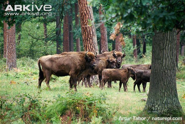 European bison European bison videos photos and facts Bison bonasus ARKive