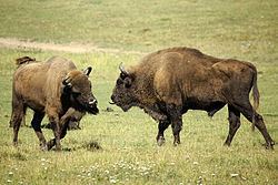 European bison httpsuploadwikimediaorgwikipediacommonsthu