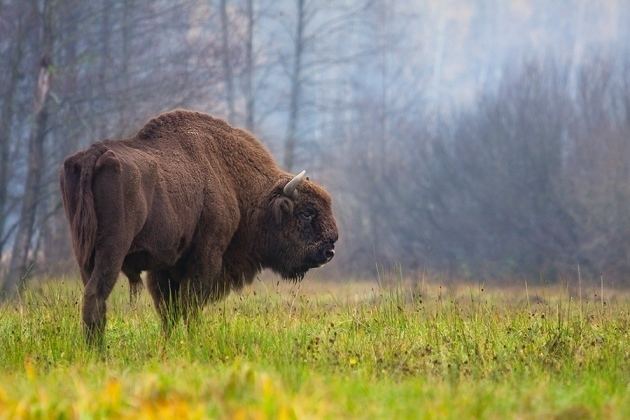 European bison Mysterious origin of European bison revealed using DNA and cave art
