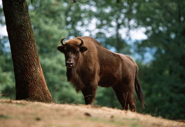 European bison European Bison Facts Habitat Diet Life Cycle Baby Pictures