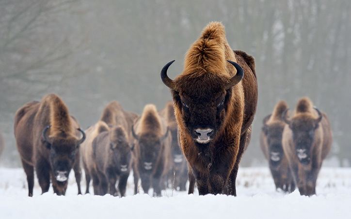 European bison European Bison Facts Habitat Diet Life Cycle Baby Pictures