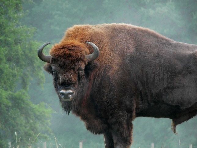 European bison - Alchetron, The Free Social Encyclopedia