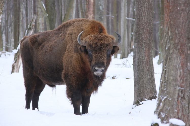 European bison The largest reintroduction of bison in Europe on its way in the
