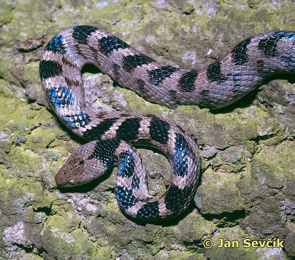 European cat snake Image Telescopus fallax European Cat Snake BioLibcz
