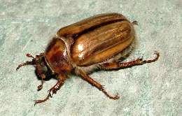 A brown coloured beetle.