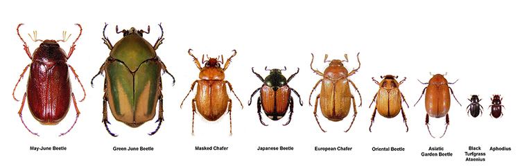Poster showing different colors and sizes of beetle.