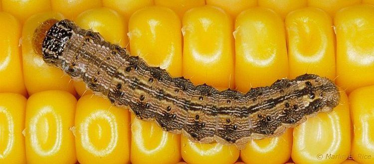 European corn borer European Corn Borer Management DuPont Pioneer