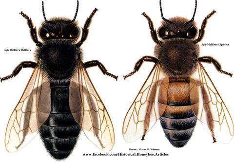 European dark bee Apis mellifera mellifera commonly called 39European dark bee39 or