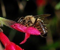 European dark bee httpsuploadwikimediaorgwikipediacommonsthu