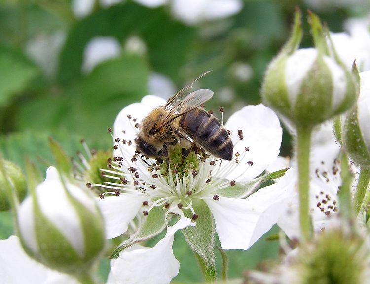 European dark bee Return of the black honey bee Honey Bee Suite