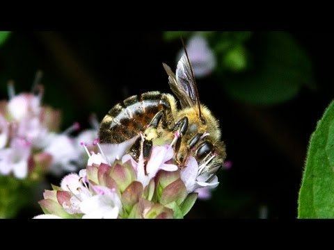 European dark bee European Dark Bee YouTube