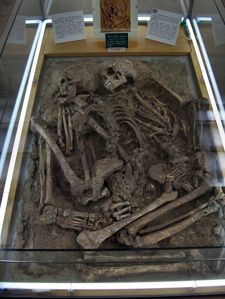 European early modern humans